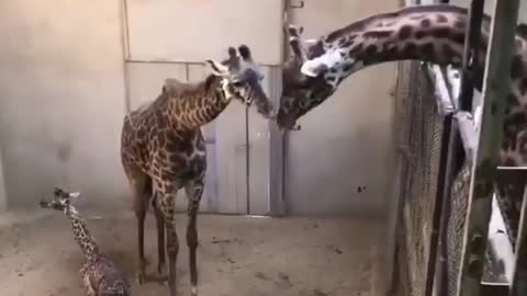 Papa and brother visit mama and newborn baby sister for the first time♥