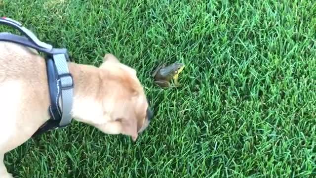 Puggle Startled by a Frog