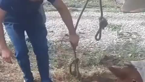 Rescue of a cow that fell into a well.