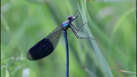 Blue Grasshopper