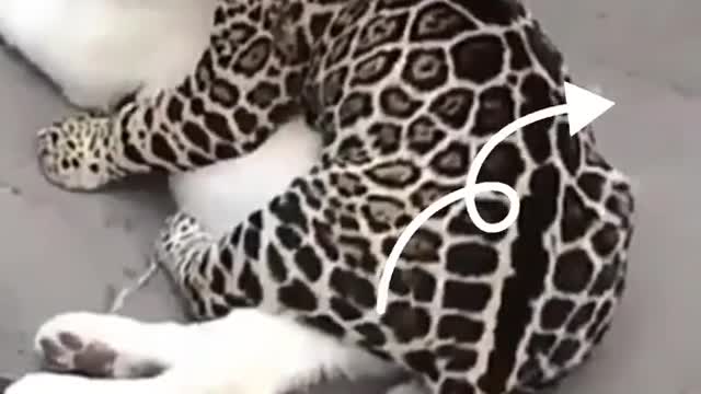 Funny animals -best vedio of the 2022 funny animal vedios#