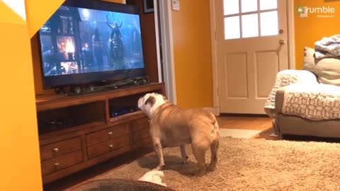 👻Bulldog delivers an incredible reaction to a scary movie trailer👻