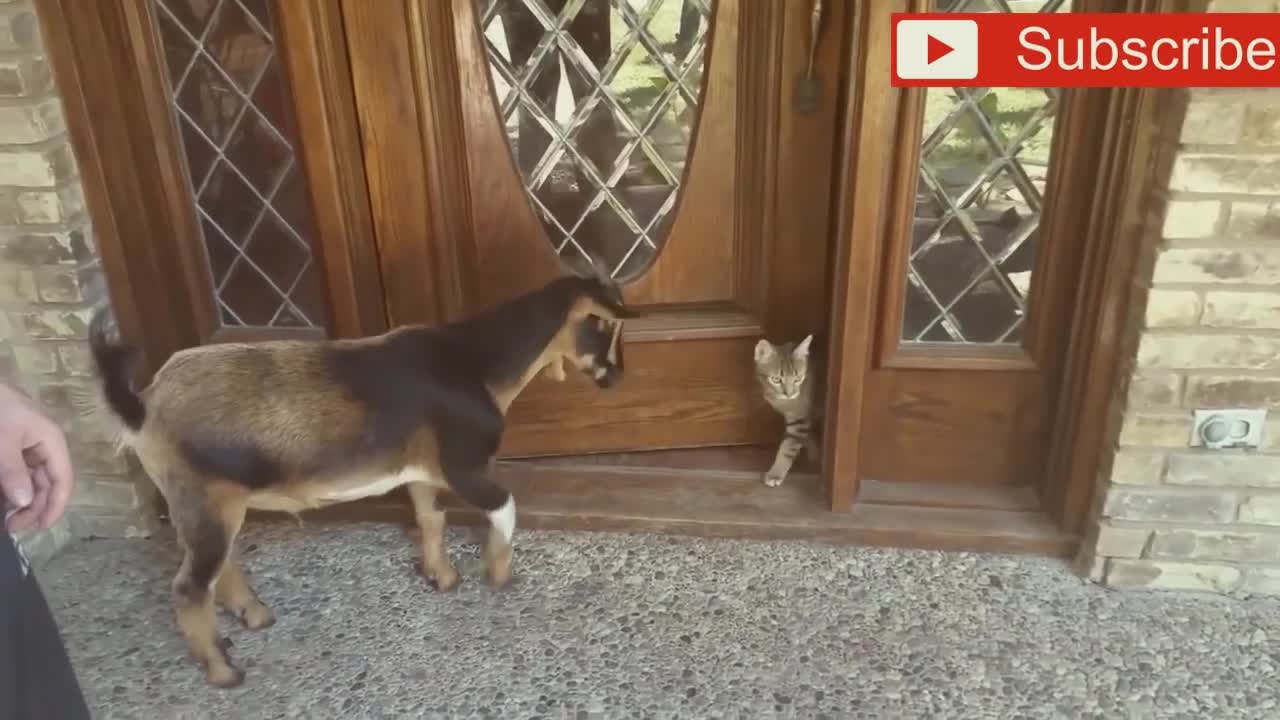 Безумные козы