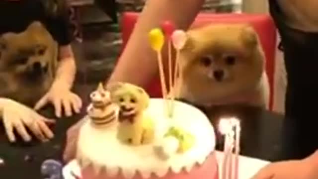 I need my Birthday party this lit, Puppy Birthday