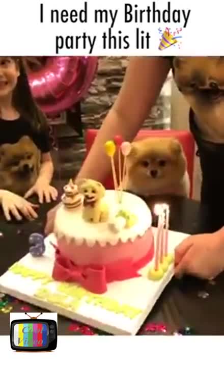 I need my Birthday party this lit, Puppy Birthday