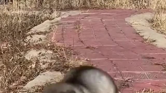 Happy day for the puppy, hurry @you like girls to watch together