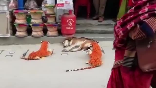 A dog's fear and afraid of a tiger doll