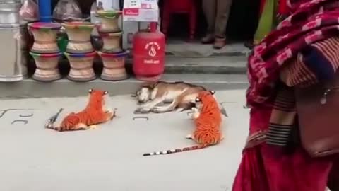 A dog's fear and afraid of a tiger doll