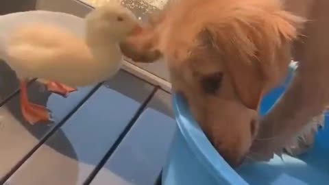 Duck vs dog best friend, dog funny video #short