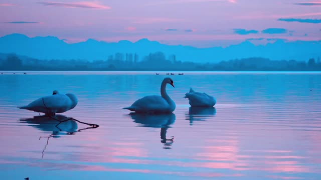 Swan In A Lake