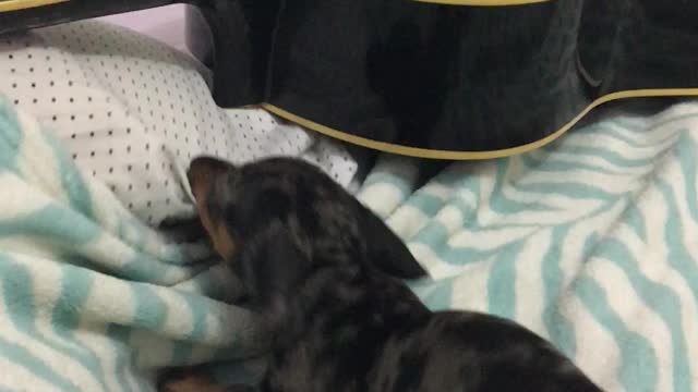 Angry Dachshund fighting with his blanket SO CUTE