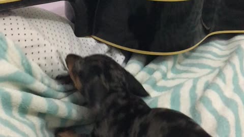 Angry Dachshund fighting with his blanket SO CUTE