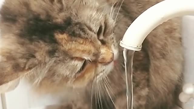 on account of covid even my cat drinks aqua straight from the tap