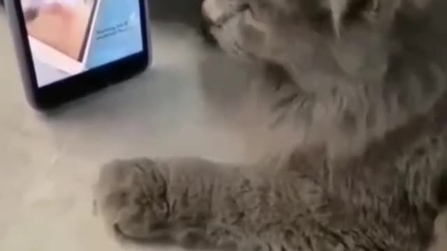 Funniest Cat Videos That Make Your Day Better 😻