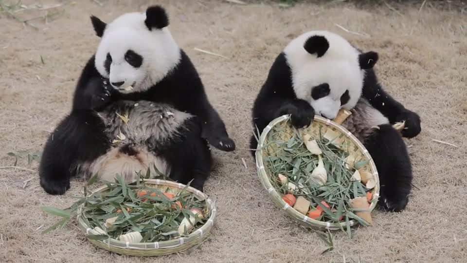 Dried rice King giant panda