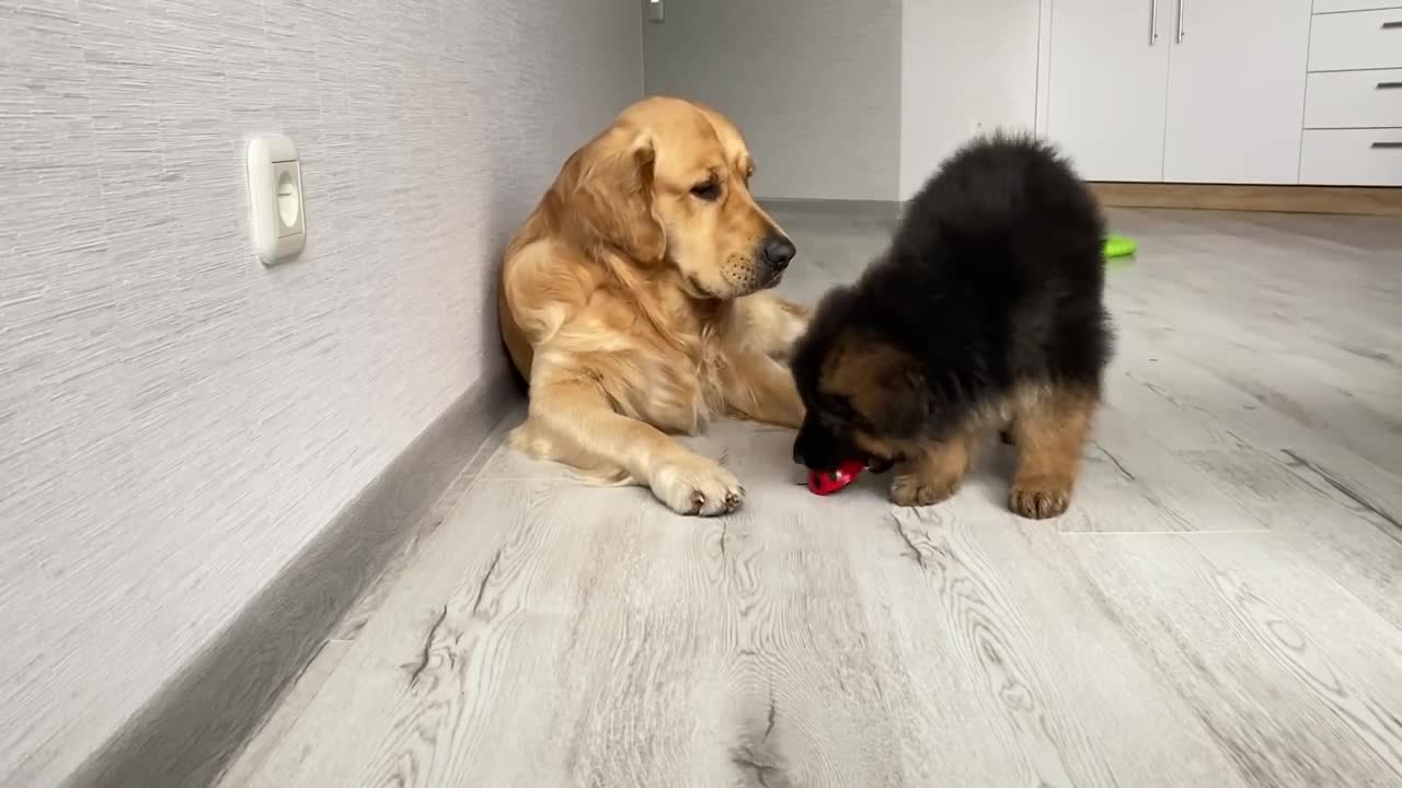 My Dogs React to GIANT Ladybug