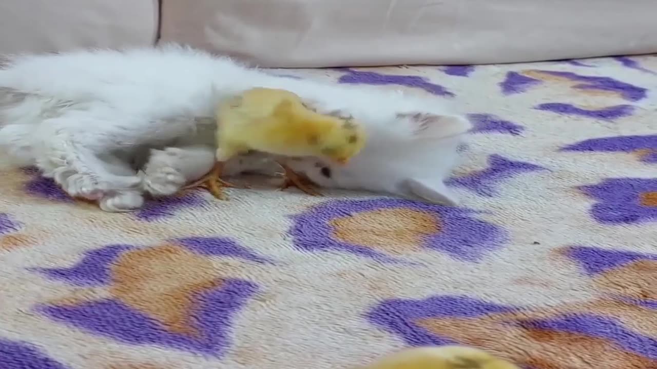 Kittens and chickens