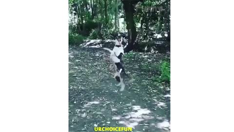 Hillarious Dogs videos ,Pets comedy videos