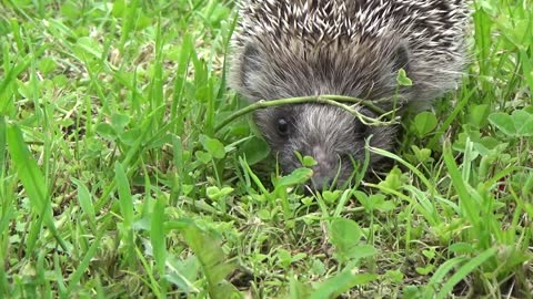 Porcupine or what