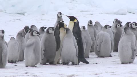 🐧 The CUTEST penguin chicks!