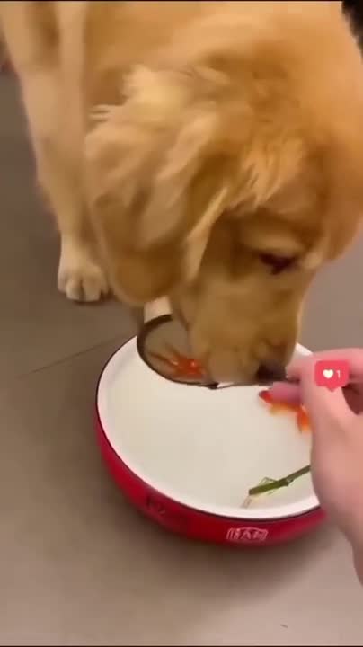 Angry Pets Compilation : Funny Angry Dogs of The Week