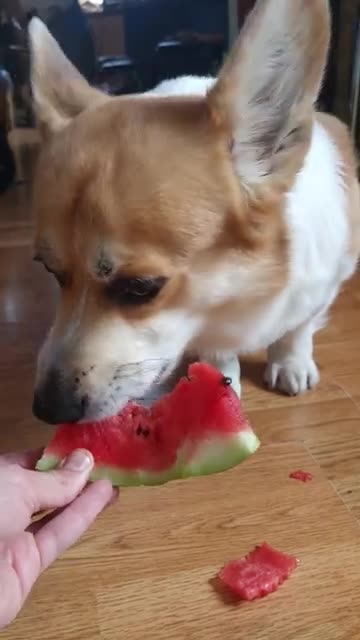 corgi_eats_watermelon dog