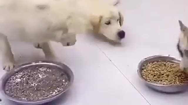olha o desespero desse cachorro 🐕
