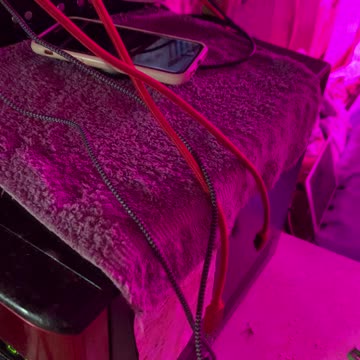 bill o'Reilly / marijuana / 04/21/2022