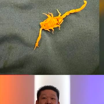 Guy Gets Stung In The Balls By A Scorpion In Vegas