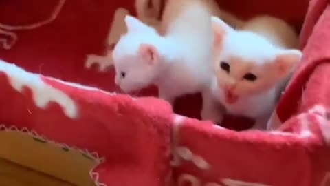 Cute cats and kitten