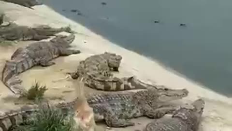 Duck Avoids Alligators