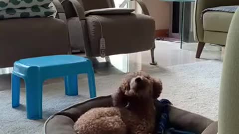 Dog singing with the piano