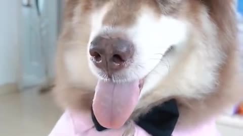 Over Smart dog funny moments #khalil029