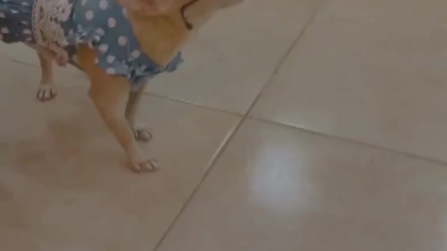 Smart dog relaxing 🐕❤️