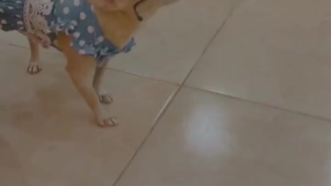 Smart dog relaxing 🐕❤️