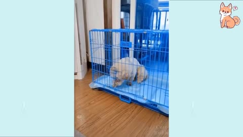 CUTE AND ADORABLE FURBABIES