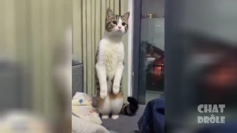 Trying Not To Laugh & Laughing Cat Video #5