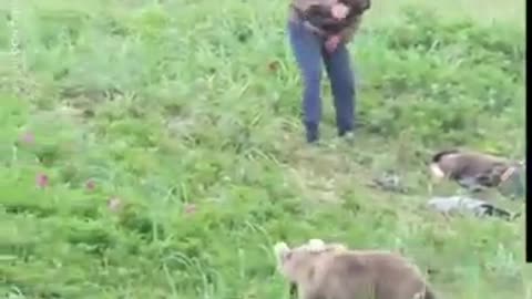 Beware of the bear