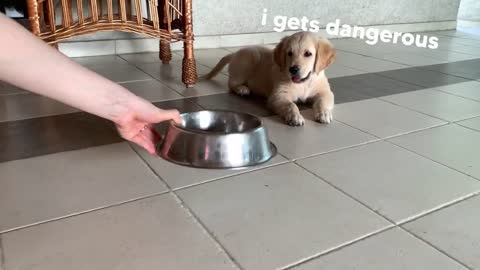 6.Golden Retriever Puppy Reacts to Treats