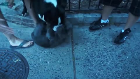 Pitbull attack Dogs