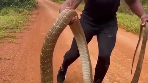 Capturing the King Cobra: A daring confrontation with the most dangerous snake in the world