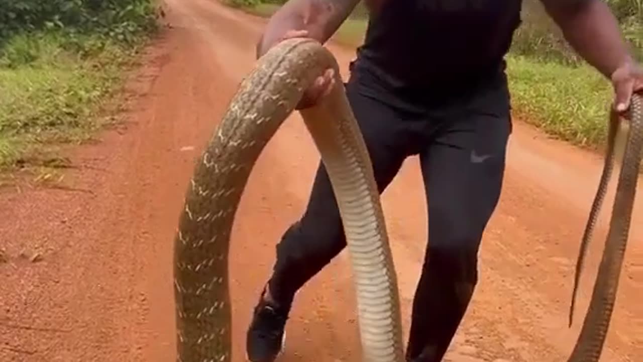 Capturing the King Cobra: A daring confrontation with the most dangerous snake in the world