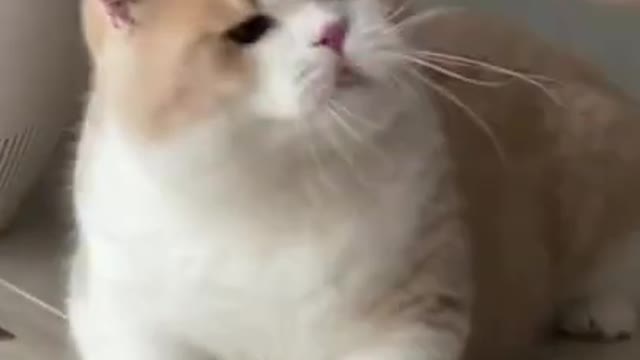 Funny And Cute Cat Videos 2021, Funny Cat Moments