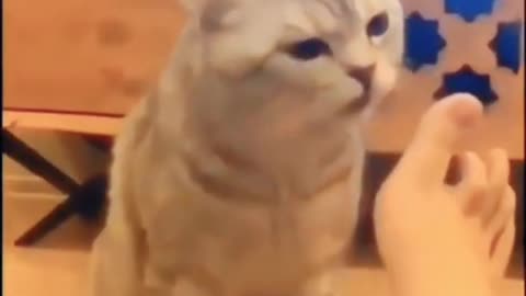Funny Cat Cleaning Face # shorts