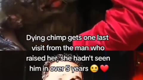 Dying chimpanzee gets visit from the man who raised her