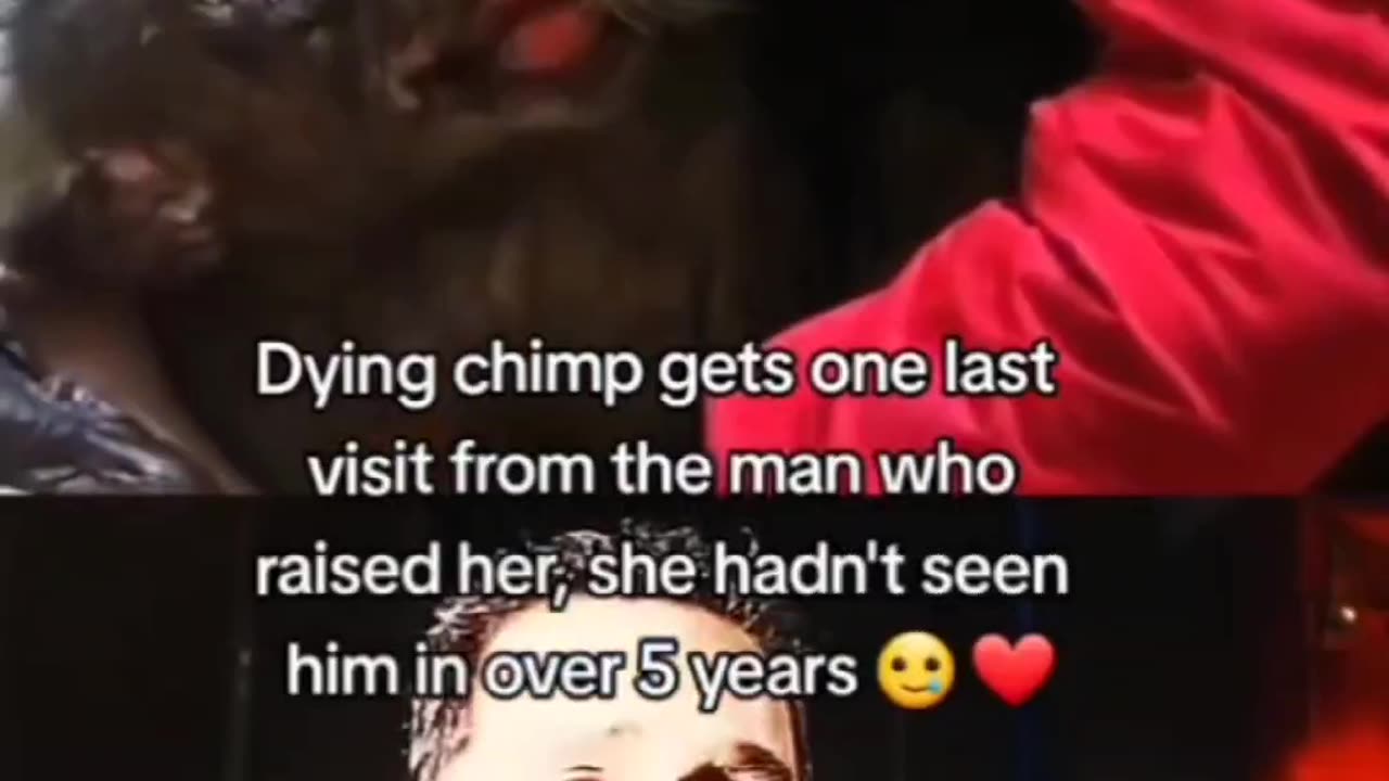 Dying chimpanzee gets visit from the man who raised her