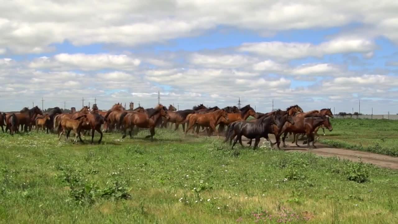 Herd of horses galloping on the background of green field