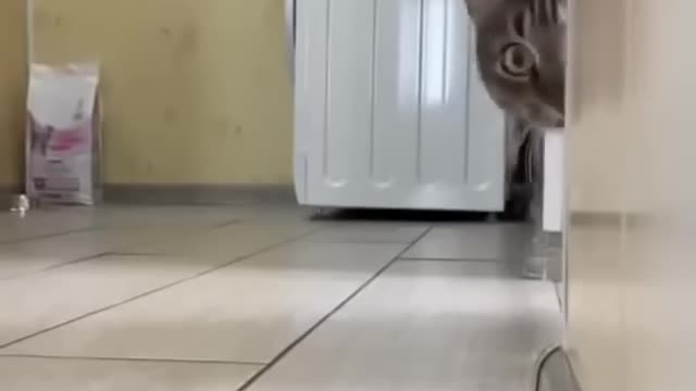 Cat short