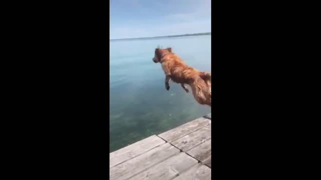 DOG IS THE SKY/Dog flying swimming /Dog/funny dog