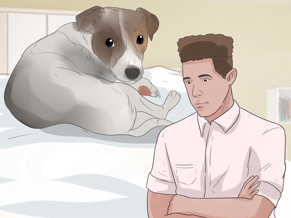 Encourage Your Dog to Sleep in Your Bed - This actually Works